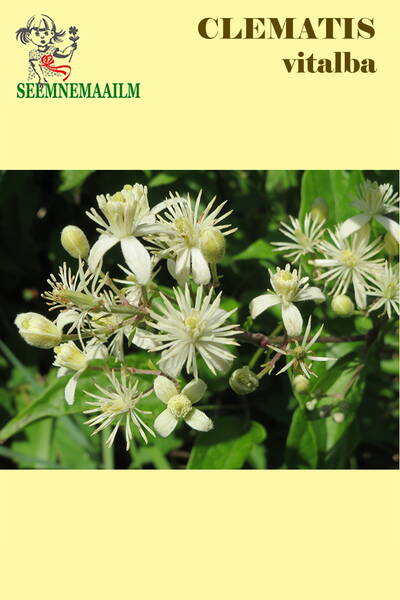 Клематис виноградолистный "Ванильное облако" (Clematis vitalba)